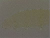 Pilatobius oculatus image